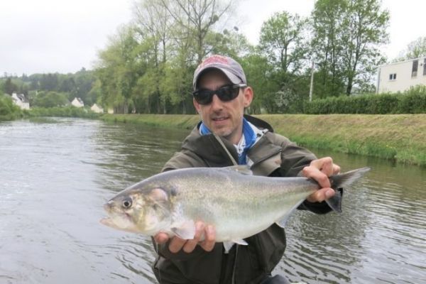 La pesca a mosca dell'alosa  un ottimo modo per inseguire un pesce con un'abboccata violenta