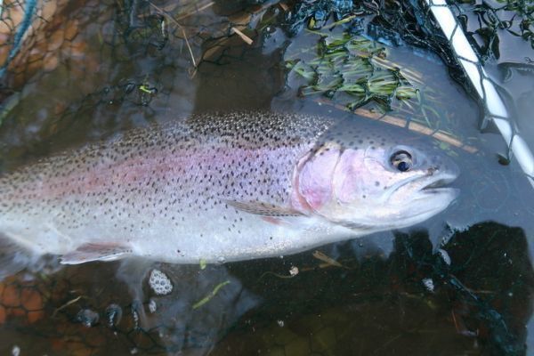 Quando le trote diventano pi diffidenti,  opportuno ricorrere a variazioni della pesca con la canna