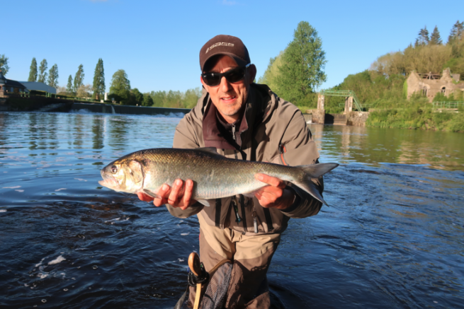 Pesca a mosca con alose, emozioni garantite!