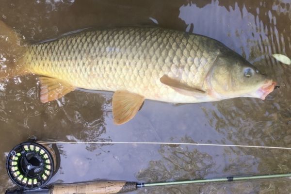 Superba sessione di pesca alla carpa di seconda categoria