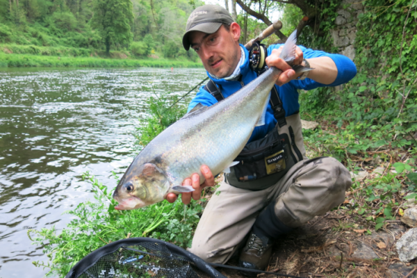 Superba alosa bretone catturata a mosca sul fiume Blavet