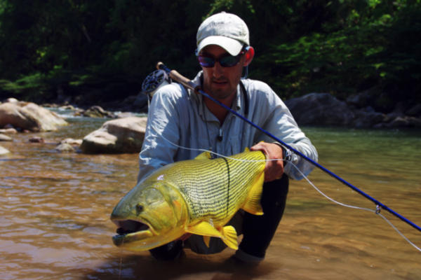 Il dorado  un magnifico predatore, molto combattivo e acrobatico, ideale per la pesca a mosca