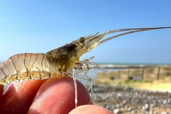 Dimensione del bouquet aumentata a 5 cm