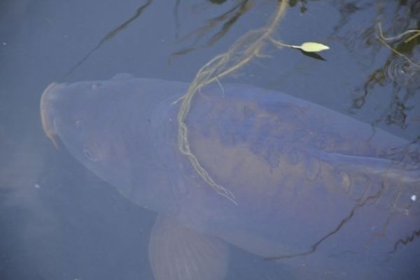 Carpa, una vera passione