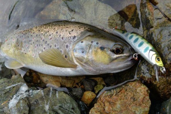 Trota catturata con un minnow affondante