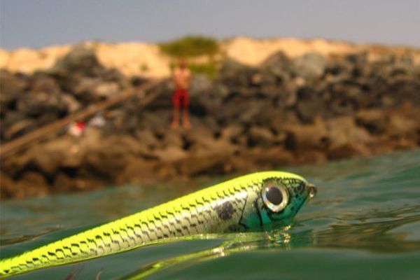 Lo stickbait, un'esca dura di superficie
