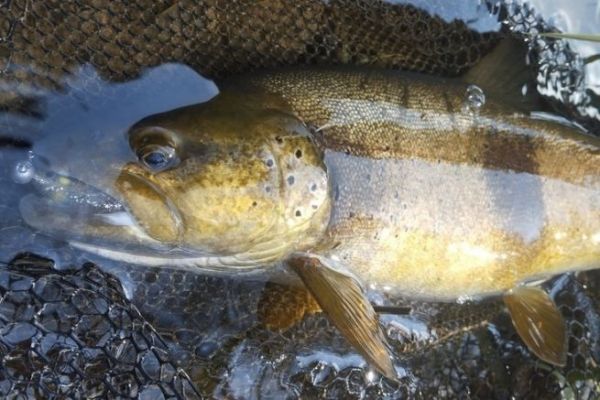 Una bella trota con una piccola esca