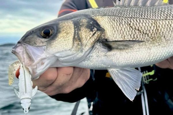 Scegliere il colore dell'esca morbida per la pesca alla spigola