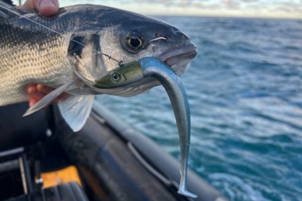 Una delle tante spigole catturate alla FIIISH Crazy Paddle Tail 180