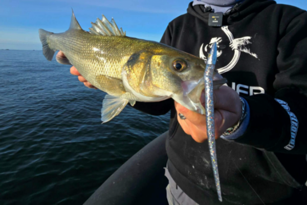 Il cicerello SERPENTE