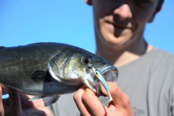 Pesca di roccia
