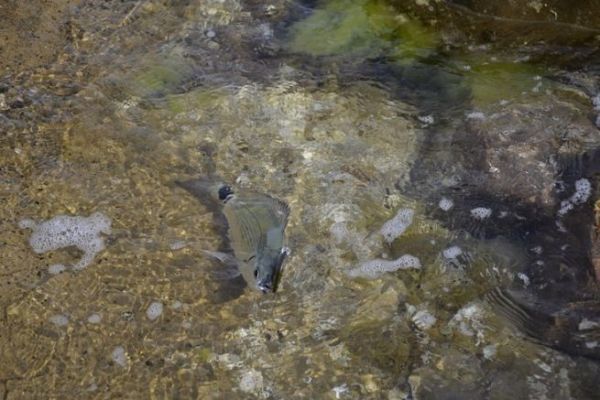 Pesca dell'obl con un'esca rigida