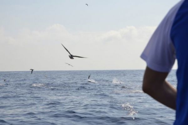 Pesca del tonno rosso con esche da caccia