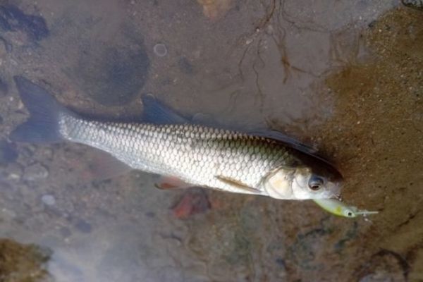Pesca al cavedano in inverno