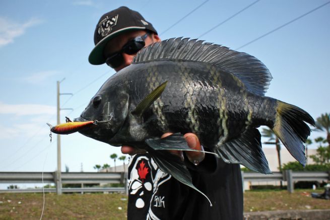 Tilapia zebrata