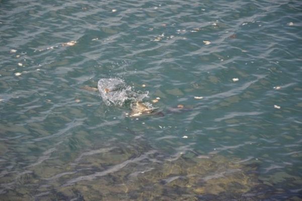 Pesca del pane in mare