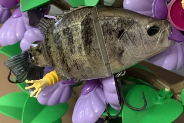 La somiglianza con un pesce azzurro è impressionante!