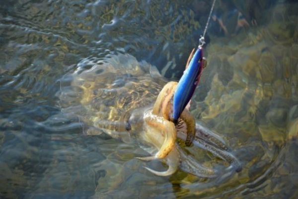 Attraente per la pesca di calamari e seppie