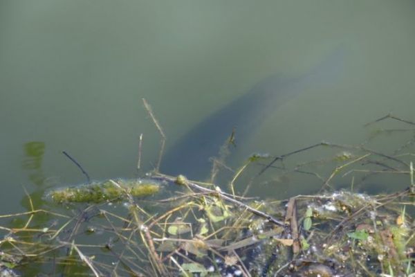 Comportamento alimentare del branzino nero