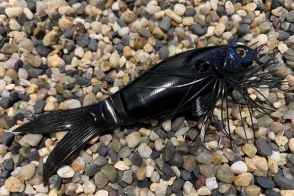 Jackall innova con l'esca Slick!