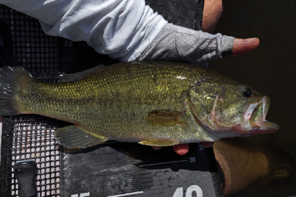Pesca al black bass con esche artificiali