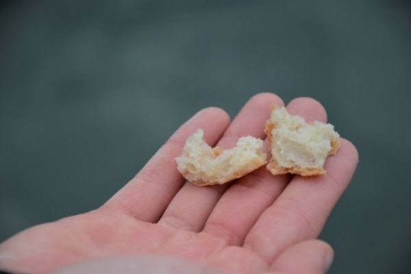 Pescare con il pane in acque dolci