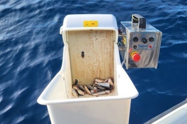 Macina sardine per la pesca