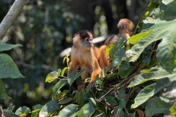 Spedizioni in Amazzonia