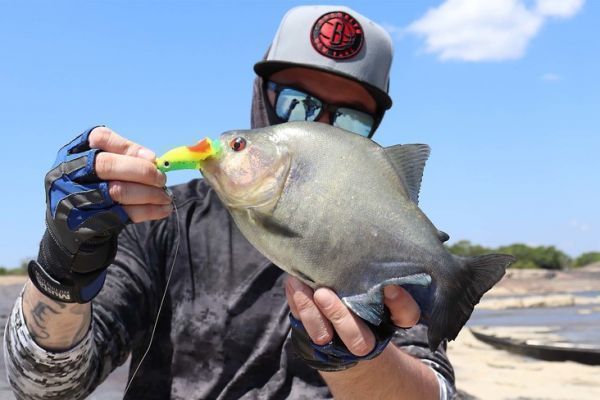 I piranha amano l'acqua ossigenata.