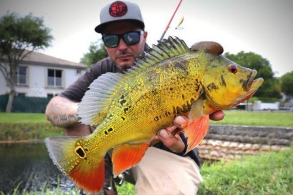 La pesca del peacock bass crea dipendenza!