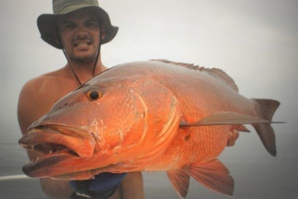 Carpa rossa, un pesce da sogno