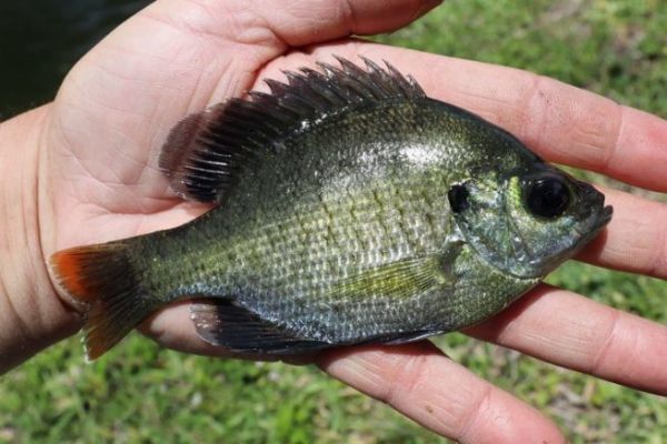 Il bluegill � originario della Florida.