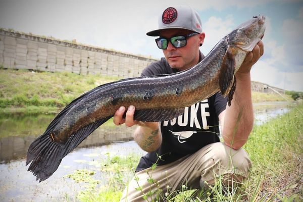 La pesca del Bullseye snakehead  affascinante.