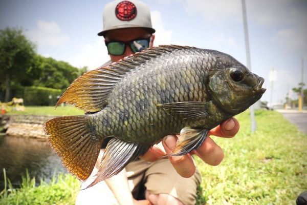 Maschio di tilapia maculata.