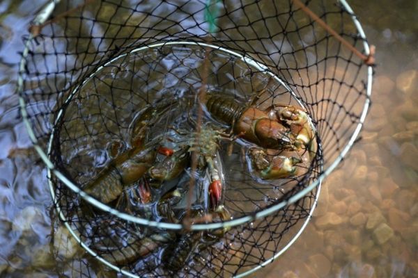 Pescare i gamberi di fiume