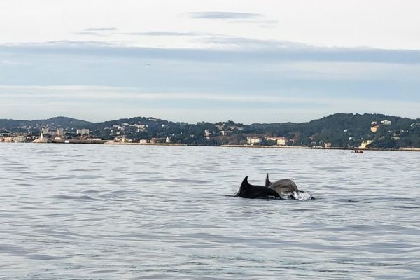 Incontro con i delfini