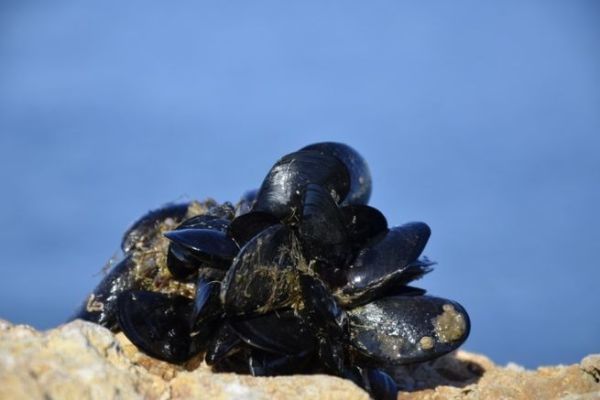 Pescare con le cozze