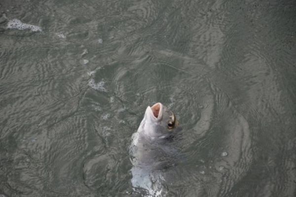 La pesca dell'orata con la pietra