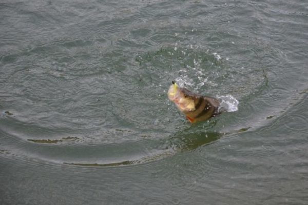 Pesca del pesce persico in inverno
