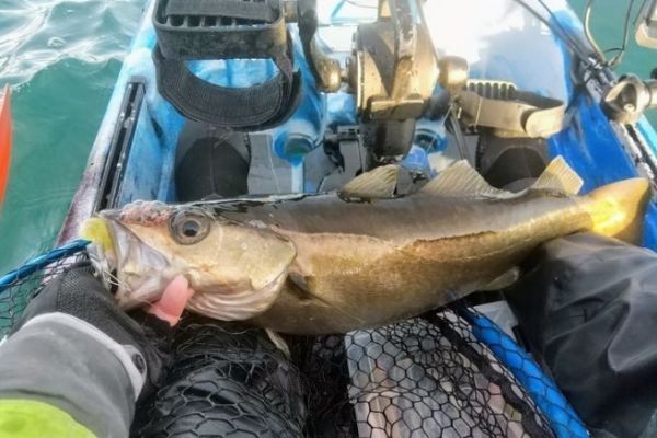 Nuove norme per la pesca del pollock