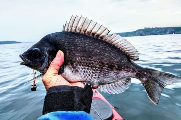 Orata nel porto di Brest