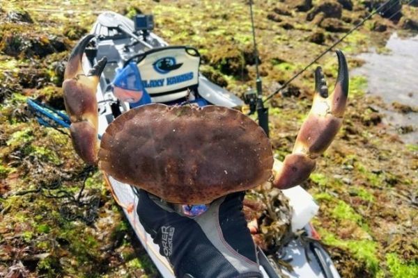 Pesca del granchio Dungeness