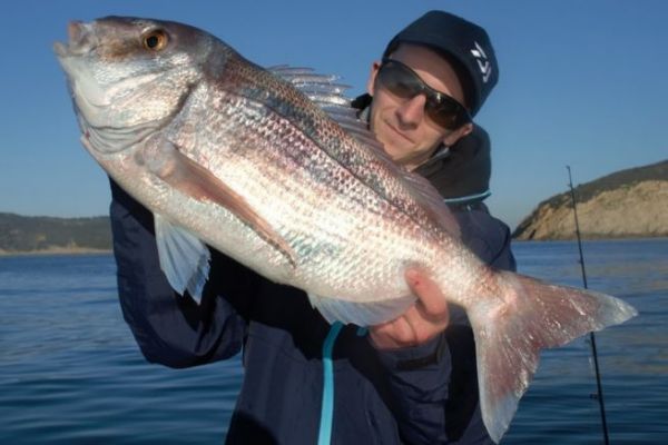 Pesca del luccioperca con esche artificiali