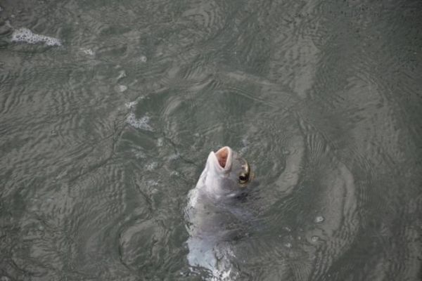 Esche per la pesca all'orata