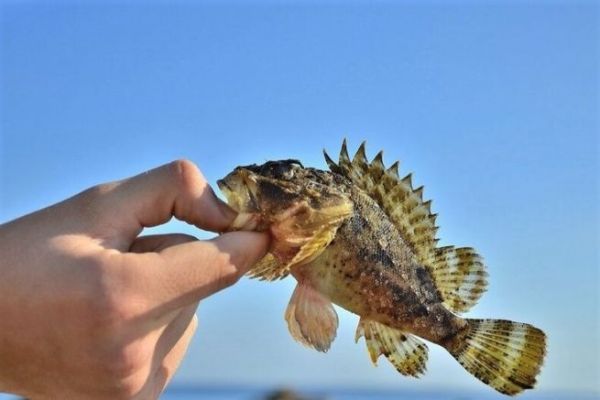 Pesca alla roccia con Power Isome