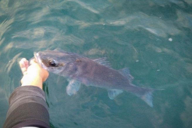 Spigola catturata con cefalopodi