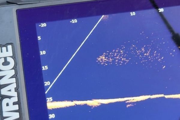 Pesca con il vivo in mare