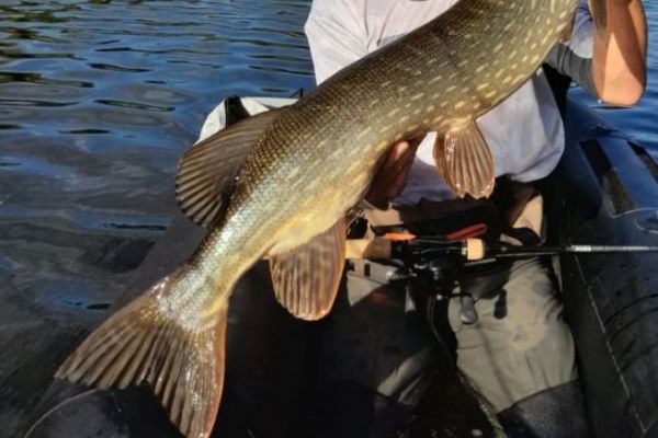 Pesce da trofeo?
