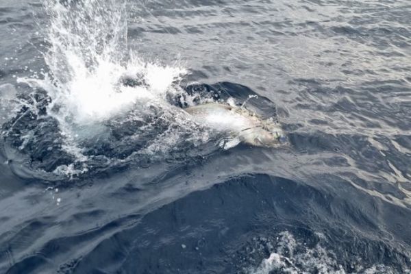 Definizione di pesca d'altura