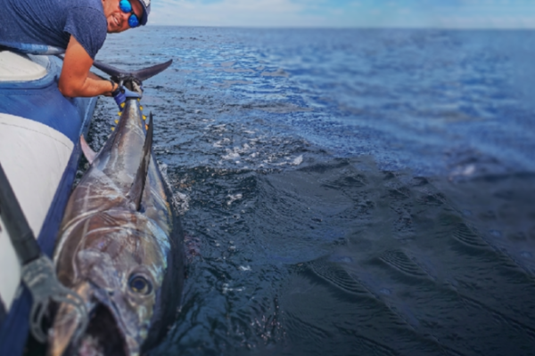 Pesca del tonno rosso